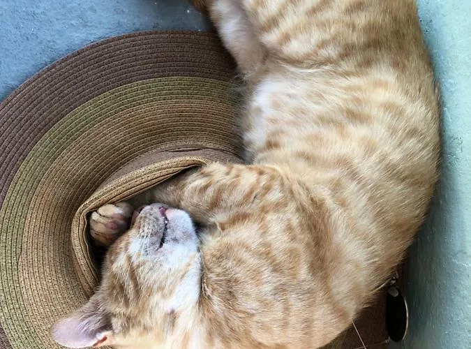 Casa de Férias Plesner House, Greece Simi