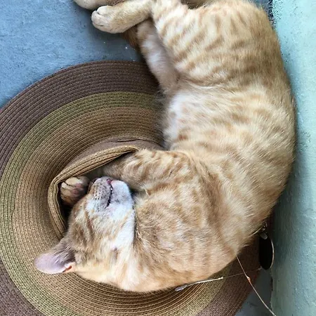 Nyaraló Plesner House, Greece Szími